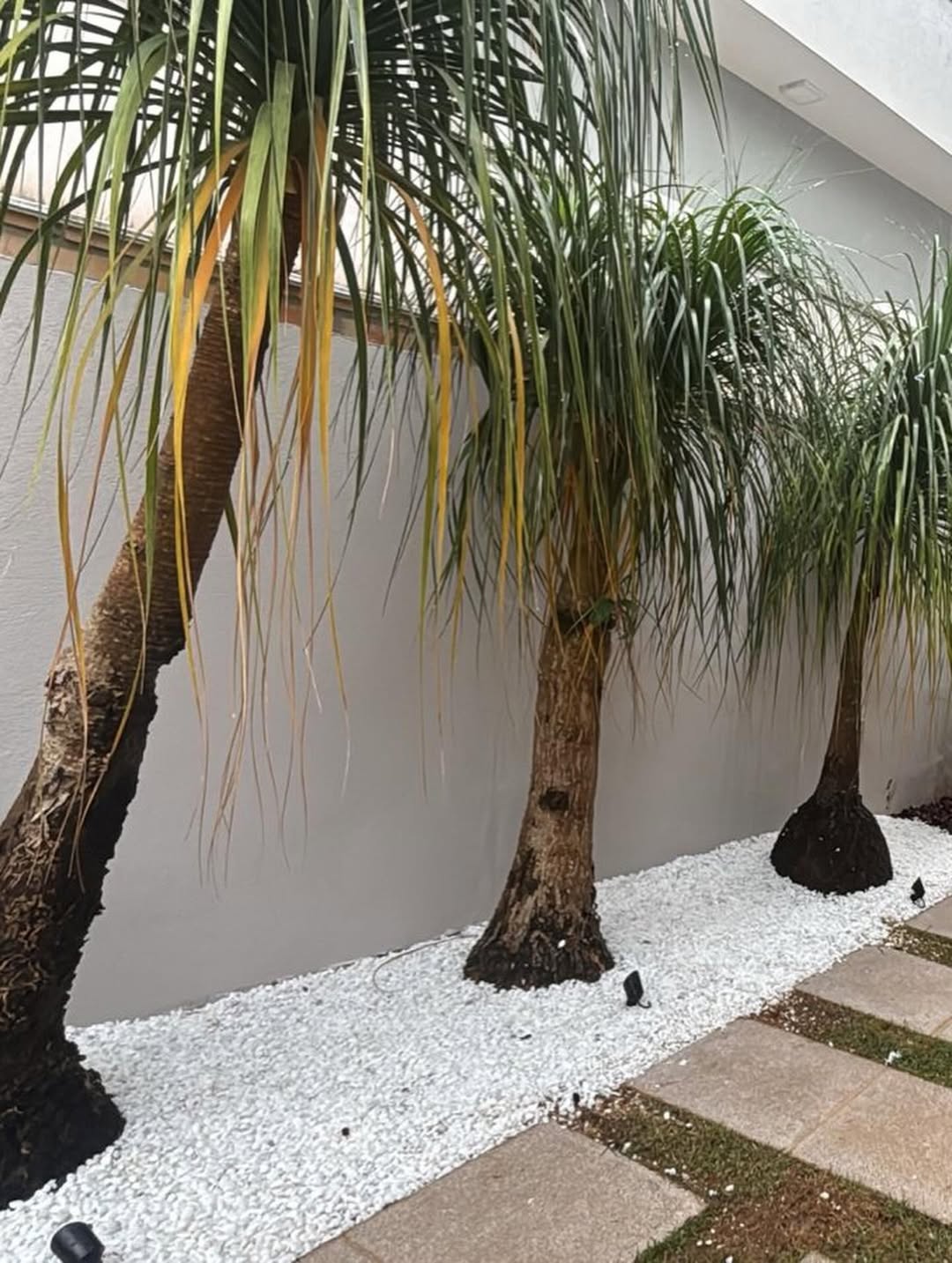 Patas-de-elefante, pedras naturais e luz em um jardim Dantas